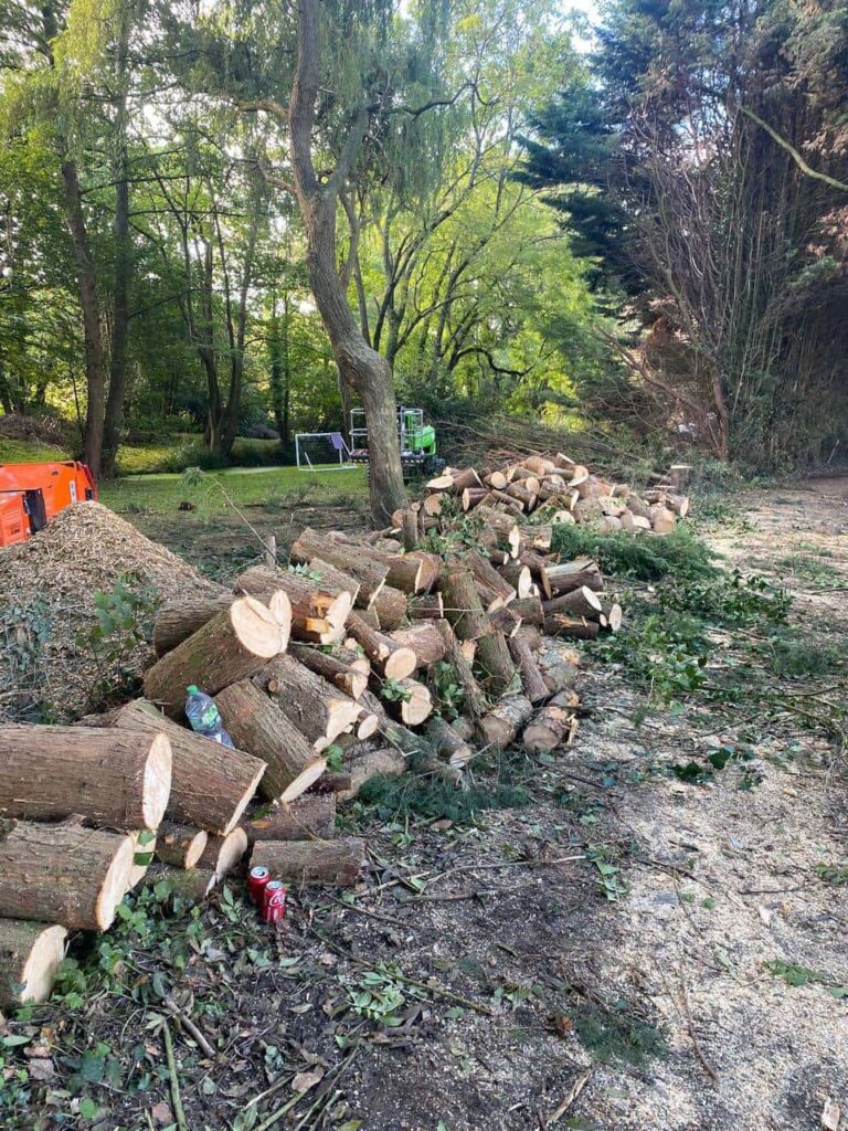 This is a photo of a wood area which is having multiple trees removed. The trees have been cut up into logs and are stacked in a row. Long Eaton Tree Surgeons
